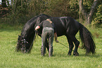 Friesian