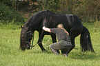 Friesian
