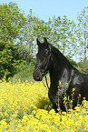 Friesian Horse