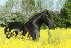 Friesian Horse