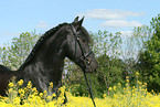 Friesian Horse