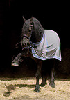 Frisian shows trick