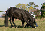 Frisian shows trick