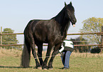 Frisian shows trick