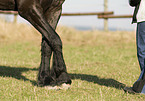 Frisian shows trick
