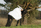 angel and friesian horse