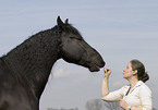Frisian horse