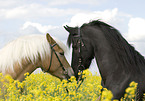 Frisian Horse and Haflinger Horse