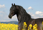 Frisian Horse