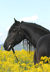 Frisian Horse