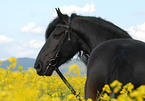 Frisian Horse