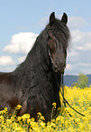 Frisian Horse