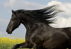 running Frisian Horse