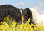 Frisian Horse and Irish Tinker