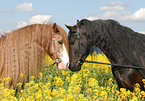 horses