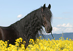 Frisian Horse