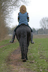 woman rides Frisian horse