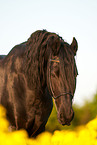 Friesian horse portrait