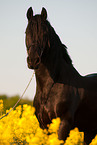 Friesian horse portrait