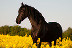 Friesian horse