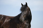 Friesian Horse Portrait