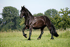 running Friesian Horse