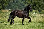 trotting Friesian Horse