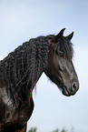 Friesian Horse Portrait