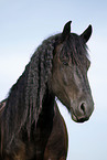 Friesian Horse Portrait