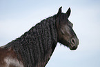 Friesian Horse Portrait