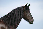 Friesian Horse Portrait