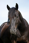 Friesian Horse Portrait