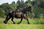 trotting Friesian Horse