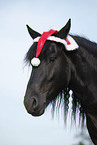 Frisian Horse with santa hat