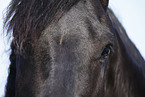 Friesian Horse eyes