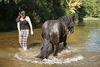 friesian horse in water