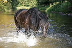friesian horse in water