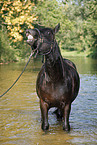friesian horse in water
