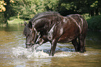 friesian horse in water