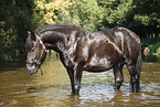 friesian horse in water