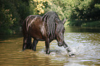 friesian horse in water