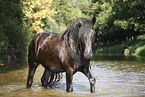 friesian horse in water