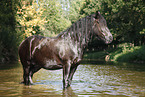 friesian horse in water