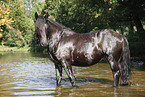 friesian horse in water
