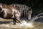 friesian horse in water