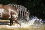 friesian horse in water