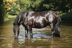 friesian horse in water