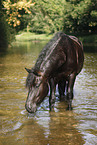 friesian horse in water
