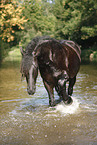 friesian horse in water
