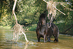friesian horse in water